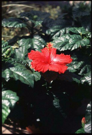 Hibiscus syriacus 'Ardens' ST. 100 C. 