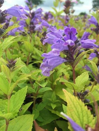 Nepeta subsessilis P9 - afbeelding 3