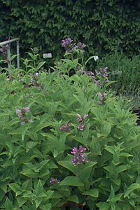 Nepeta subsessilis P9 - afbeelding 1