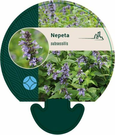 Nepeta subsessilis P9 - afbeelding 4