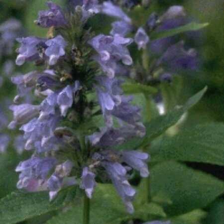 Nepeta subsessilis P9 - afbeelding 2