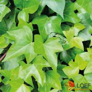 Hedera helix 'Green Ripple' 60/80 C. - afbeelding 1