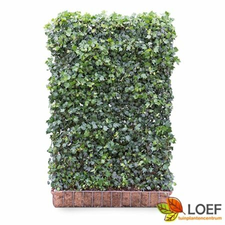 Hedera helix 'Green Ripple' 60/80 C. - afbeelding 2