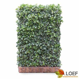 Hedera helix 'Green Ripple' 60/80 C. - afbeelding 2