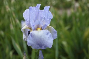 Iris (G) 'Springtime Madonna' P9