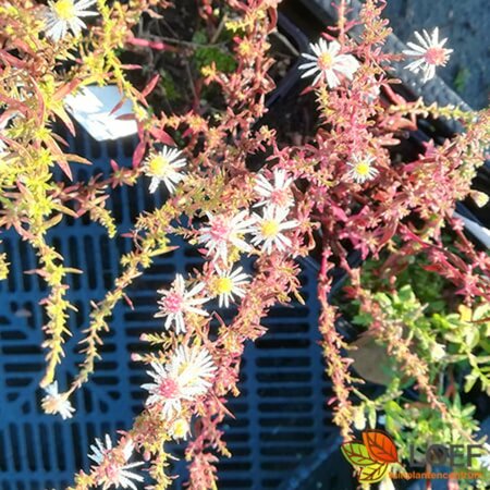 Aster ericoides 'Golden Spray' P9 - afbeelding 1