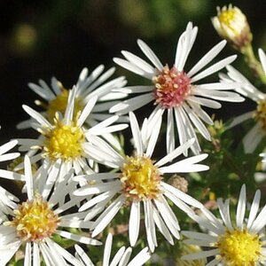 Aster ericoides 'Golden Spray' P9 - afbeelding 2