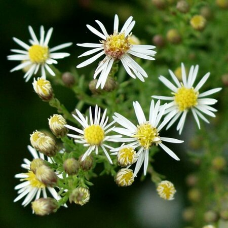 Aster ericoides 'Golden Spray' P9 - afbeelding 3