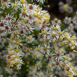 Aster ericoides 'Golden Spray' P9 - afbeelding 4