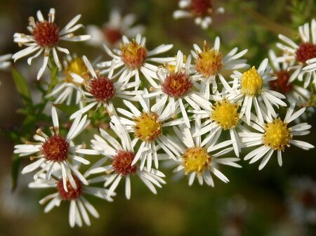 Aster ericoides 'Golden Spray' P9 - afbeelding 5