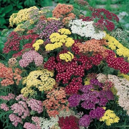 Achillea 'Summer Pastels' P9