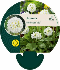 Primula denticulata 'Alba' P9 - afbeelding 4