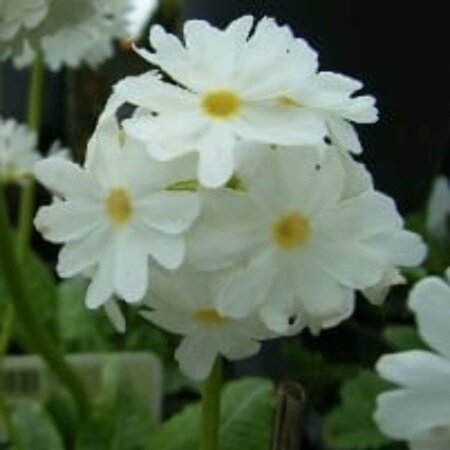 Primula denticulata 'Alba' P9 - afbeelding 1