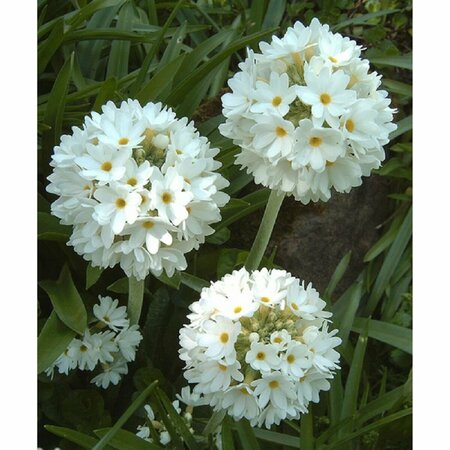 Primula denticulata 'Alba' P9 - afbeelding 2