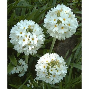 Primula denticulata 'Alba' P9 - afbeelding 2