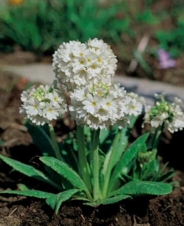 Primula denticulata 'Alba' P9 - afbeelding 3