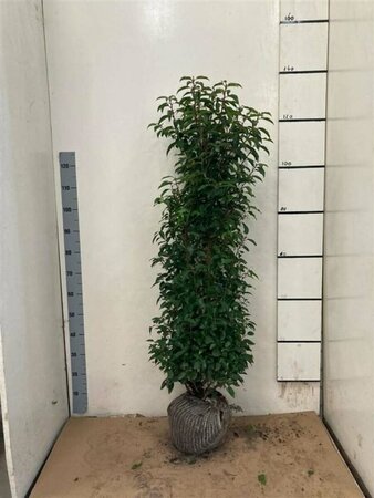 Prunus lusitanica 'Angustifolia' 60/80 C. Bol - afbeelding 3