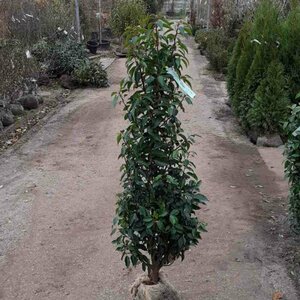 Prunus lusitanica 'Angustifolia' 60/80 C. Bol - afbeelding 6