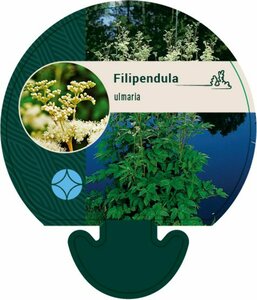 Filipendula ulmaria P9 - afbeelding 2