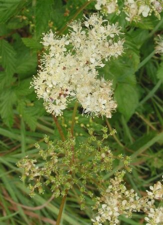 Filipendula ulmaria P9 - afbeelding 3