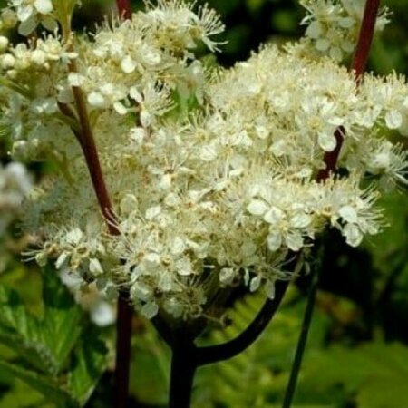 Filipendula ulmaria P9 - afbeelding 4