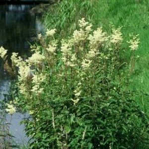 Filipendula ulmaria P9 - afbeelding 5