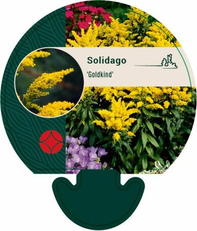 Solidago 'Goldkind' P9 - afbeelding 5