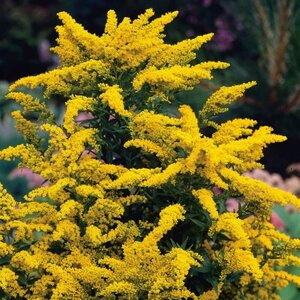 Solidago 'Goldkind' P9 - afbeelding 2