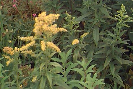 Solidago 'Goldkind' P9 - afbeelding 1