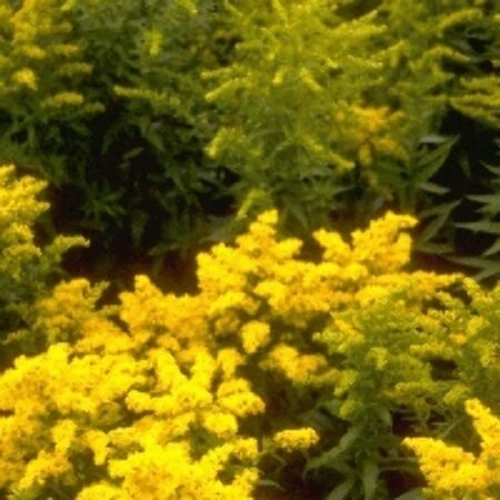 Solidago 'Goldkind' P9 - afbeelding 3