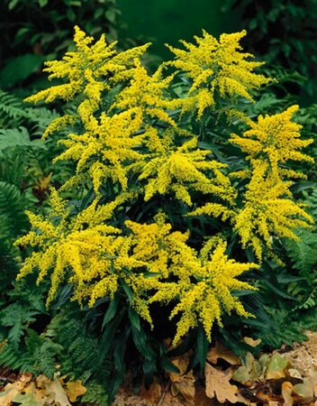 Solidago 'Goldkind' P9 - afbeelding 4