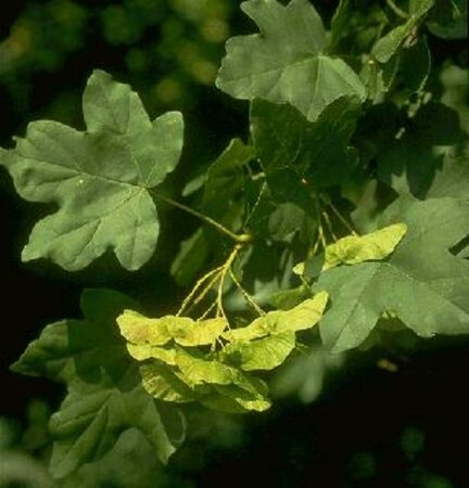 Acer campestre 100/125 C. - afbeelding 1