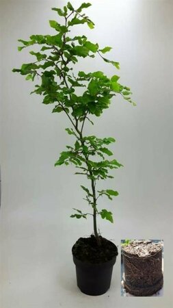 Fagus sylvatica Leischerm 150 x 180 C. - afbeelding 9