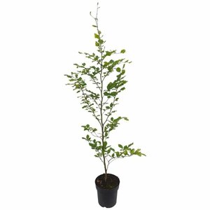 Fagus sylvatica Leischerm 150 x 180 C. - afbeelding 8