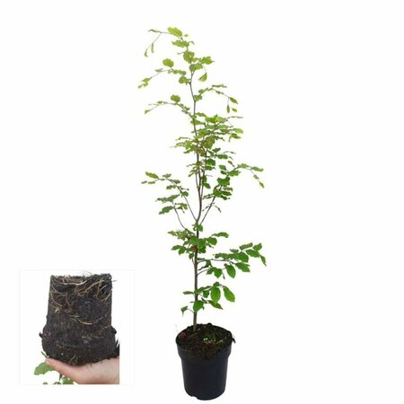 Fagus sylvatica Leischerm 150 x 180 C. - afbeelding 11