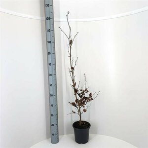 Fagus sylvatica Leischerm 150 x 180 C. - afbeelding 6