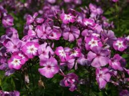 Phlox paniculata 'Uspech' P9 - afbeelding 1