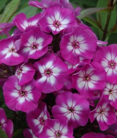 Phlox paniculata 'Uspech' P9 - afbeelding 2