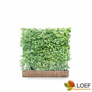 Carpinus betulus Haagelement 120x100  - afbeelding 8