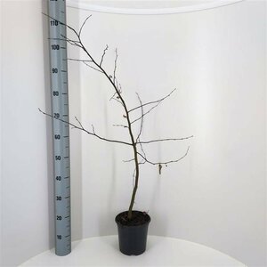 Carpinus betulus Haagelement 120x100  - afbeelding 10