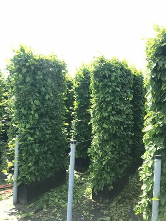 Carpinus betulus Haagelement 120x100  - afbeelding 4