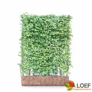 Carpinus betulus Haagelement 120x100  - afbeelding 2