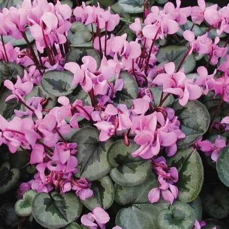 Cyclamen coum P9 - afbeelding 2