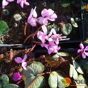 Cyclamen coum P9 - afbeelding 1