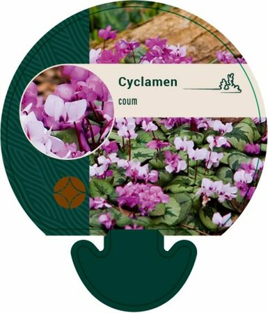 Cyclamen coum P9 - afbeelding 3