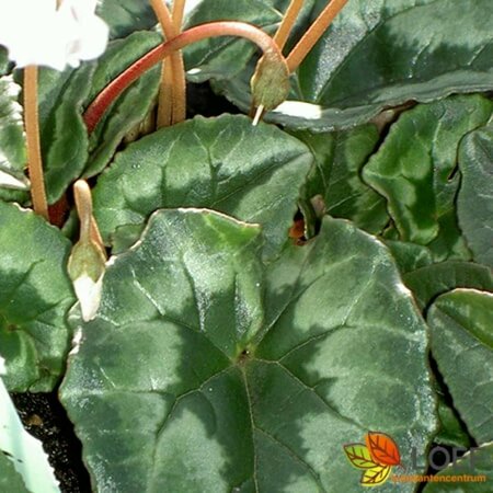 Cyclamen hederifolium 'Album' P9 - afbeelding 1