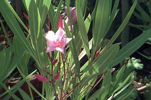 Nerium oleander ST. 100 C. 