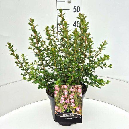 Escallonia 'Apple Blossom' 30/40 C.