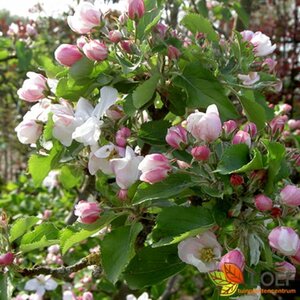 Malus domestica 'Rode Boskoop' Oude solitair C.