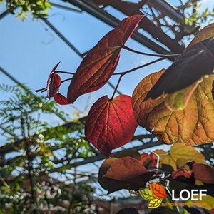 Cercis canadensis 'Forest Pansy' 175/200 C. - afbeelding 3